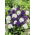 Campanula Agglomerata - Miscuglio - Campanula glomerata - Fioriture vivaci per aiuole estive - Semi Freschi