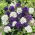 Campanula Agglomerata - Miscuglio - Campanula glomerata - Fioriture vivaci per aiuole estive - Semi Freschi