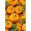 Ornamental Squash - Sweetie Pie - Miniature Halloween Pumpkins - Fresh Seeds