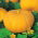 Calabaza - Gele Reuzen - 100g - Tamaño imponente y pulpa sabrosa - Semillas frescas