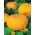 Calabaza - Gele Reuzen - 100g - Tamaño imponente y pulpa sabrosa - Semillas frescas