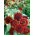 Girasole - Moulin Rouge - Helianthus annuus - 1 kg - Fioriture rosso intenso: audace protagonista del giardino - Semi Freschi