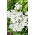Milenrama Blanco - Achillea millefolium - Blancura pura y vigor perenne - Semillas frescas