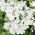 Milenrama Blanco - Achillea millefolium - Blancura pura y vigor perenne - Semillas frescas