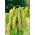 Rævehaleamarant - Grøn - Amaranthus caudatus - Lys grøn, unik accent - Friske frø