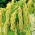 Rævehaleamarant - Grøn - Amaranthus caudatus - Lys grøn, unik accent - Friske frø