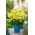 Bocca di Leone - Canary Bird - Antirrhinum majus maximum - Giallo vibrante, imponenza solare - Semi Freschi