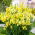 Bocca di Leone - Canary Bird - Antirrhinum majus maximum - Giallo vibrante, imponenza solare - Semi Freschi