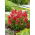 Grote leeuwenbek - Defiance - oranje-scharlakenrood - Antirrhinum majus maximum - Scherlaken pracht en overvloedige stengels - Verse zaden