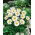 Alpine Aster - White - Aster alpinus - Hardy Blooms, Perfect for Borders - Fresh Seeds