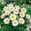 Alpine Aster - White - Aster alpinus - Hardy Blooms, Perfect for Borders - Fresh Seeds