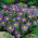 Aster alpino - azul - sementes (Aster alpinus)