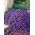 Blåpude - Hendersonii - Aubrieta x hybrida - Mørk violet, forårsfrisk udstråling - Friske frø