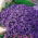 Blåpude - Hendersonii - Aubrieta x hybrida - Mørk violet, forårsfrisk udstråling - Friske frø