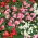 Waterbegonia - hoog, continu bloeiend - gemengde kleuren (Begonia semperflorens)