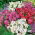Zwerg Eisbegonien - Mischung - Begonia semperflorens - Kleine, leuchtende Blüten, dauerhafte Schönheit - Samen