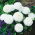 Tratinčica - Bijela - Bellis perennis - Veliki cvjetovi, čiste bijele latice - Svježe sjeme