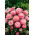Tusensköna - Super Enorma - Rose Ball - Bellis perennis - Romantiskt rosa och lång blomningstid - Färska frön