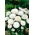 Pâquerette - Super Enorma - White Ball - Bellis perennis - Blanc pur et lumineux, forme pompon dense et élégante - Graines fraîches