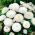 Pâquerette - Super Enorma - White Ball - Bellis perennis - Blanc pur et lumineux, forme pompon dense et élégante - Graines fraîches