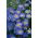 Swan River Daisy - Blue Splendour - Brachyscome iberidifolia - Vivid Blue, Summer-Long Colour - Fresh Seeds