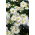 Ausztrálszázszorszép - White Splendour - Brachyscome iberidifolia - Elegáns fehér, ideális dekorációkhoz - Friss vetőmagok
