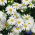 Ausztrálszázszorszép - White Splendour - Brachyscome iberidifolia - Elegáns fehér, ideális dekorációkhoz - Friss vetőmagok