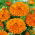 Orvosi körömvirág - Orange King - Calendula officinalis - Sötét narancs árnyalat, királyi megjelenés - Friss vetőmagok