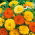 Harilik saialill - Pacific Beauty - Segu - Calendula officinalis - Kõrgekasvuline segu, pikaealine õitsemine - Värsked seemned