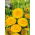 Ringblomma - Lemon Beauty - Calendula officinalis - Frisk citrongul och livfull färgton - Färska frön