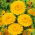 Ringblomma - Lemon Beauty - Calendula officinalis - Frisk citrongul och livfull färgton - Färska frön