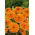 Orvosi körömvirág - Orange Beauty - Calendula officinalis - Mély narancs árnyalat, ragyogó virágtextúra - Friss vetőmagok