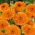 Orvosi körömvirág - Orange Beauty - Calendula officinalis - Mély narancs árnyalat, ragyogó virágtextúra - Friss vetőmagok