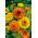 Morgenfrue - Kablouna - Blanding - Calendula officinalis - Dristig blanding, stærke blomster - Friske frø