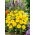 Goudsbloem - Candyman - geel - Calendula officinalis - Stralend goudgeel en compact bloeiend - Verse zaden
