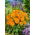 Calendula Nana - Candyman - orange - Calendula officinalis - Arancione vivido, fiori concentrati - Semi Freschi