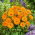 Calendula Nana - Candyman - orange - Calendula officinalis - Arancione vivido, fiori concentrati - Semi Freschi