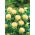 Safflor - vit - Carthamus tinctorius - Silkesvita blommor med fyllig form - Färska frön
