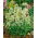 Red Valerian - white - Centranthus ruber - Brightest white, most elegant summer blooms - Fresh Seeds