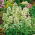 Red Valerian - white - Centranthus ruber - Brightest white, most elegant summer blooms - Fresh Seeds