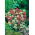 Red Valerian - mixed - Centranthus ruber - Richest mix, longest-flowering wild beauty - Fresh Seeds