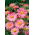 Margarete - Robinson's Giants - roz - Chrysanthemum coccineum - Roz fin, petale abundente - Semințe proaspete