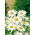 Margriet - Alaska - Chrysanthemum maximum - Puur wit en majestueus in formaat - Verse zaden