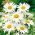 Margriet - Alaska - Chrysanthemum maximum - Puur wit en majestueus in formaat - Verse zaden