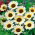 Keltapäivänkakkara - Eastern Star - Chrysanthemum segetum - Kirkkaat kultaterät, vahva kontrasti - Tuoreet siemenet