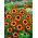 Saatwucherblumen - German Flag - Chrysanthemum segetum - Leuchtende Farben, bezaubernde Sortenvielfalt - Samen