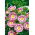 Dreifarbige Winde - Rose Ensign - rosa - Convolvulus tricolor - Zartrosa Farbtupfer, eleganter Gartenstil - Samen
