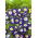 Dreifarbige Winde - Royal Ensign - blau - Convolvulus tricolor - Tiefblau leuchtend, edle Blütenform - Samen