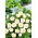 Convolvulus - White Ensign - white - Convolvulus tricolor - Purest white, most elegant trailing vines - Fresh Seeds