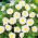 Háromszínű szulák - White Ensign - fehér - Convolvulus tricolor - Tiszta fehér, elegáns kúszó hajtások - Friss vetőmagok